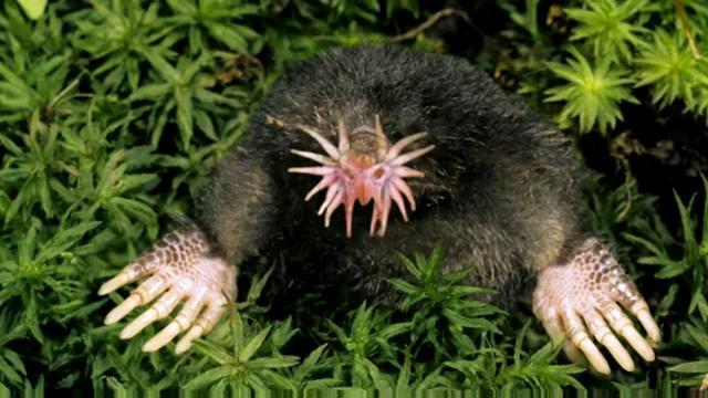 star nose mole|短视频|广告营销案例【adguider广告指南】